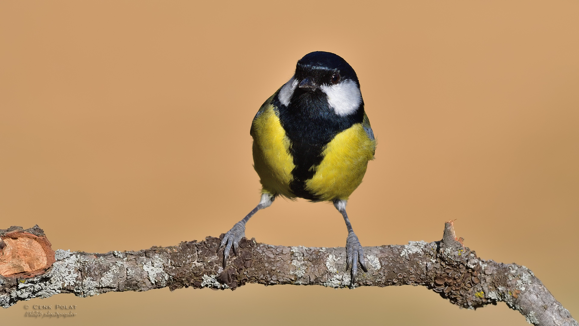 Great Tit
